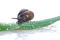 Snail on a fresh leaf Royalty Free Stock Photo
