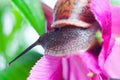 Snail on fresh leaf Royalty Free Stock Photo