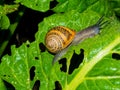 A snail on a fresh lettuce leaf Royalty Free Stock Photo
