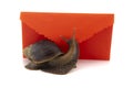 Snail in front of red romantic envelope on white