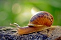 Snail in a garden Royalty Free Stock Photo