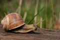 Snail in garden Royalty Free Stock Photo