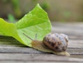 Snail in garden