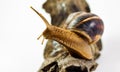 Snail Royalty Free Stock Photo