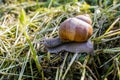 Snail in the garden on the grass