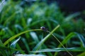 snail garden green color nature leaf garden shadow macro close-up