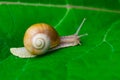 Snail in the garden on green leaf