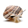 Snail