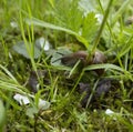 Snail in garden. Royalty Free Stock Photo