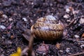 snail in garden spring brown nature life