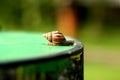 Snail Royalty Free Stock Photo