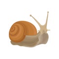 Snail gastropod creature vector Illustration on a white background Royalty Free Stock Photo