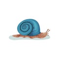 Snail gastropod mollusk with blue shell vector Illustration on a white background Royalty Free Stock Photo