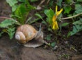 Snail and yellow flower Royalty Free Stock Photo