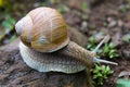 Snail gastropod mollusk with spiral sheath