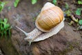 Snail gastropod mollusk with spiral sheath Royalty Free Stock Photo