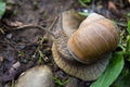 Snail gastropod mollusk with spiral sheath Royalty Free Stock Photo