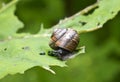 Snail Gastropoda, Helix pomatia on a leaf of a burdock Royalty Free Stock Photo