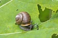 Snail Gastropoda, Helix pomatia on a leaf of a burdock