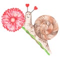 A snail on a gerber flower. Watercolor illustration. Isolated on a white background. For design. Royalty Free Stock Photo