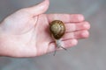 Snail on a girl`s hand