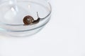 Snail on a glass bowl.