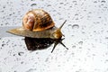 A snail on a glass surface Royalty Free Stock Photo