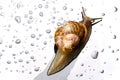 A snail on a glass surface Royalty Free Stock Photo