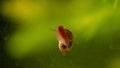 Snail on a glass surface in aquarium. Royalty Free Stock Photo