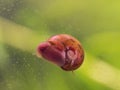 Snail on a glass surface. Royalty Free Stock Photo