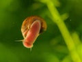 Snail on a glass surface. Royalty Free Stock Photo