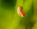 Snail on a glass surface. Royalty Free Stock Photo