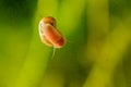 Snail on a glass surface. Royalty Free Stock Photo
