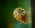 Snail on a glass surface. Royalty Free Stock Photo