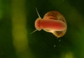 Snail on a glass surface. Royalty Free Stock Photo