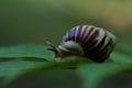 Snail glides over wet leaves. Large mollusk snail brown striped shell. Helix pomatia, Burgundy, Roman, escargot Royalty Free Stock Photo