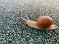 Snail gliding on an asphalt after rain