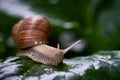 Snail gliding on green leaf. Large white mollusk snail with brown striped shell.