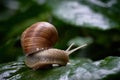 Snail gliding on green leaf. Large white mollusk snail with brown striped shell.