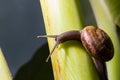 A Snail gliding on green trunk texture