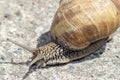 Snail gliding on the stone texture