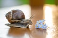 Snail gliding to forget-me-not flower