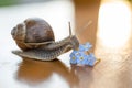 Snail gliding to forget-me-not flower