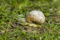 Snail gliding on the wet grass texture. Large white mollusk snails with light brown striped shell, crawling on moss Royalty Free Stock Photo