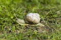 Snail gliding on the wet grass texture. Large white mollusk snails with light brown striped shell, crawling on moss Royalty Free Stock Photo