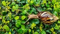 Snail gliding on the wet leaves Royalty Free Stock Photo