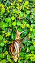 Snail gliding on the wet leaves Royalty Free Stock Photo