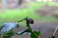 Snail gliding on the wet leaves