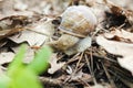 Snail gliding on the wet stone texture. Large white mollusk snails with light brown striped shell, crawling on old rock. Helix Royalty Free Stock Photo