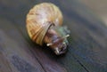 Snail gliding on the wet wooden texture. Large mollusk snails with light brown striped shell, Helix pomatia, Burgundy Royalty Free Stock Photo